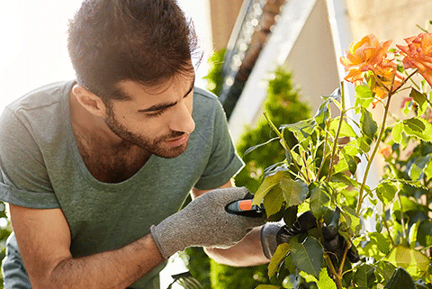 Homme qui taille un rosier