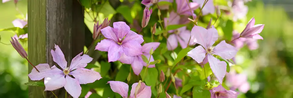 Clématite montante rose